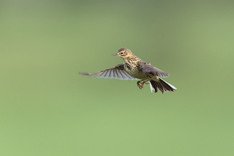 Meadow Pipit (Anthus pratensis) adult hovering in flight